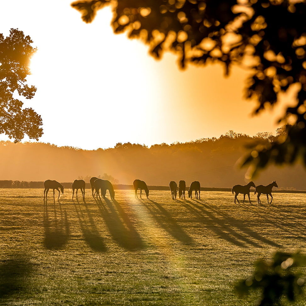 TWEENHILLS PHOTO 972x972 02