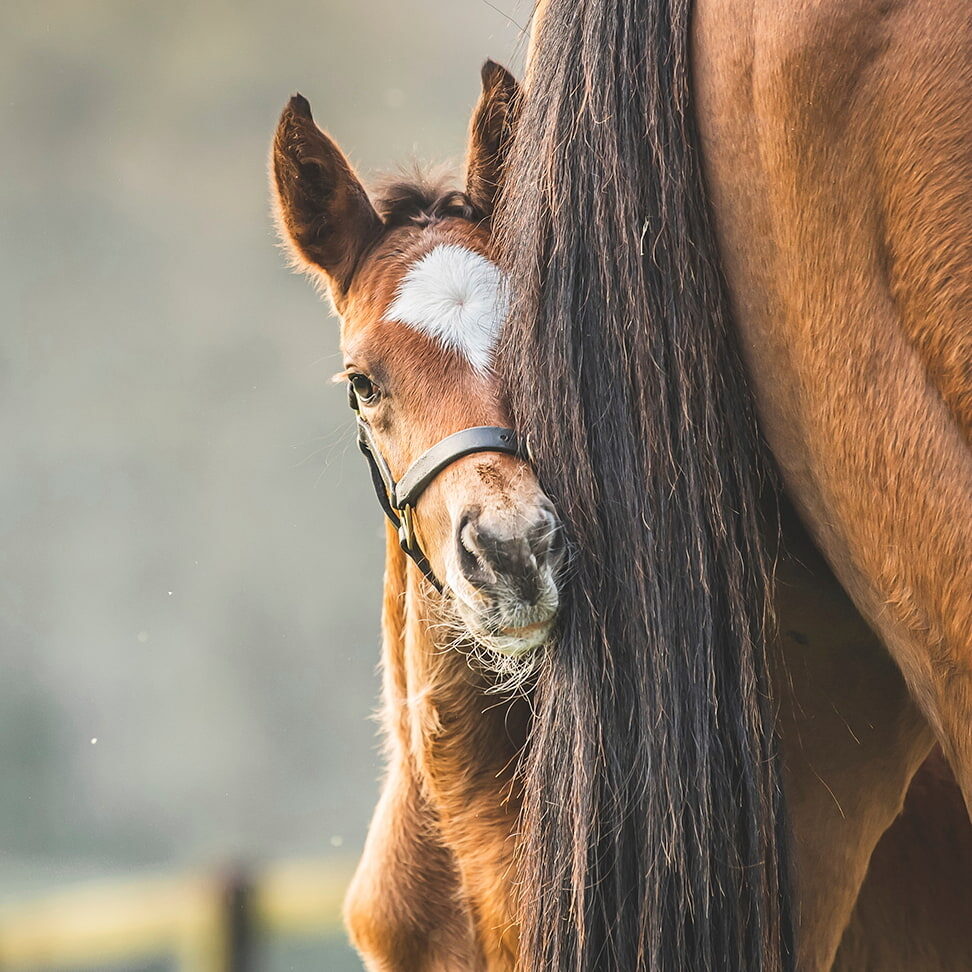 TWEENHILLS PHOTO 972x972 06
